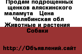Продам подрощенных щенков аляскинского маламута › Цена ­ 3 000 - Челябинская обл. Животные и растения » Собаки   